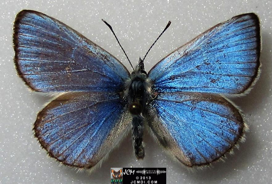 Glaucopsyche lygdamus australis (Southern Blue Butterfly)